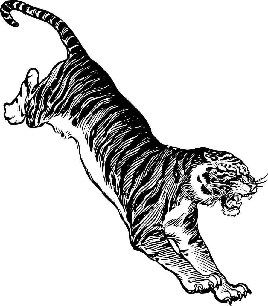 Jumping Tiger Drawing 6x1024 Wallpaper Teahub Io