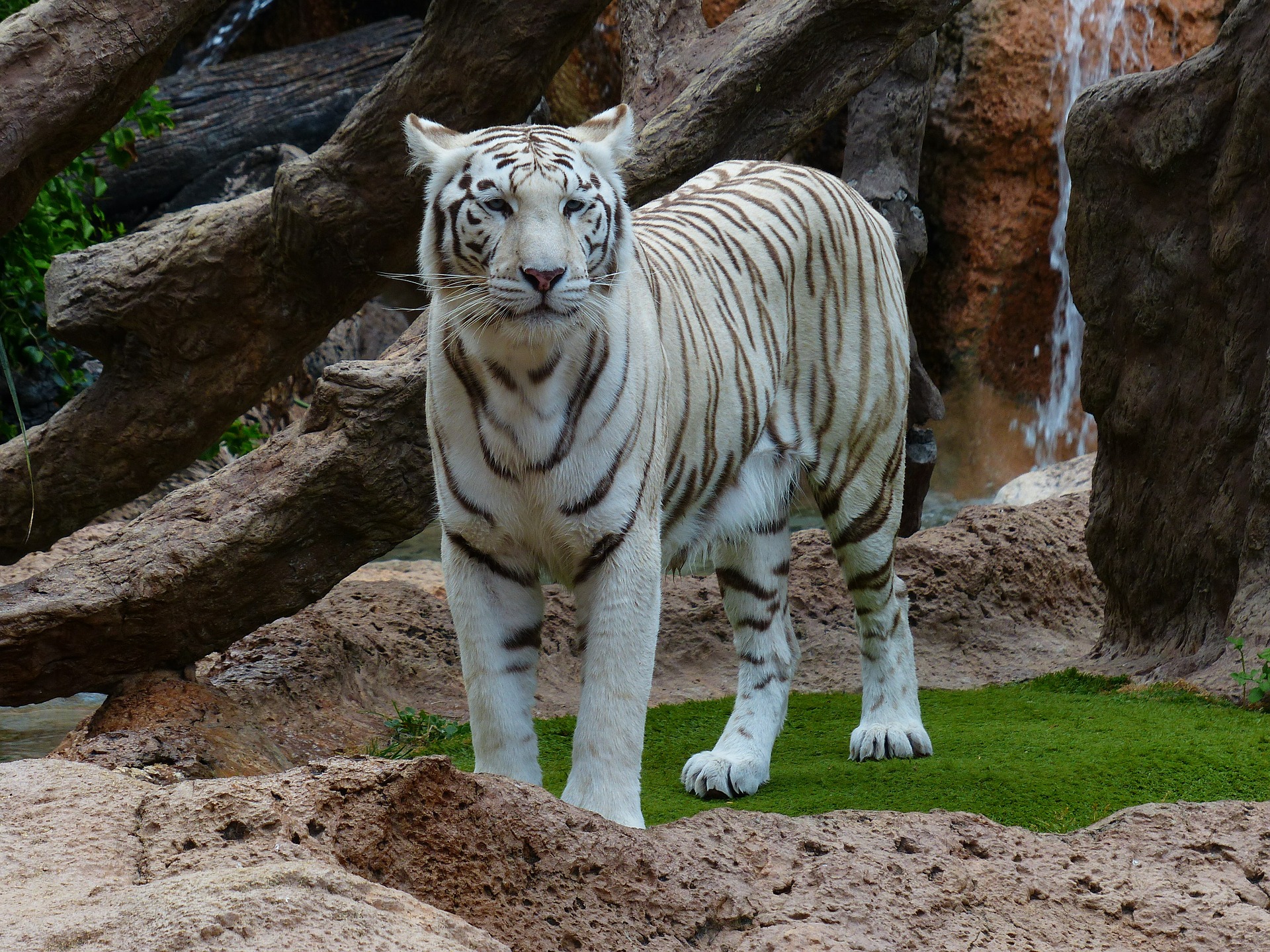 White Bengal Tiger Standing In Zoo Wallpapers - 1920x1440 Wallpaper ...