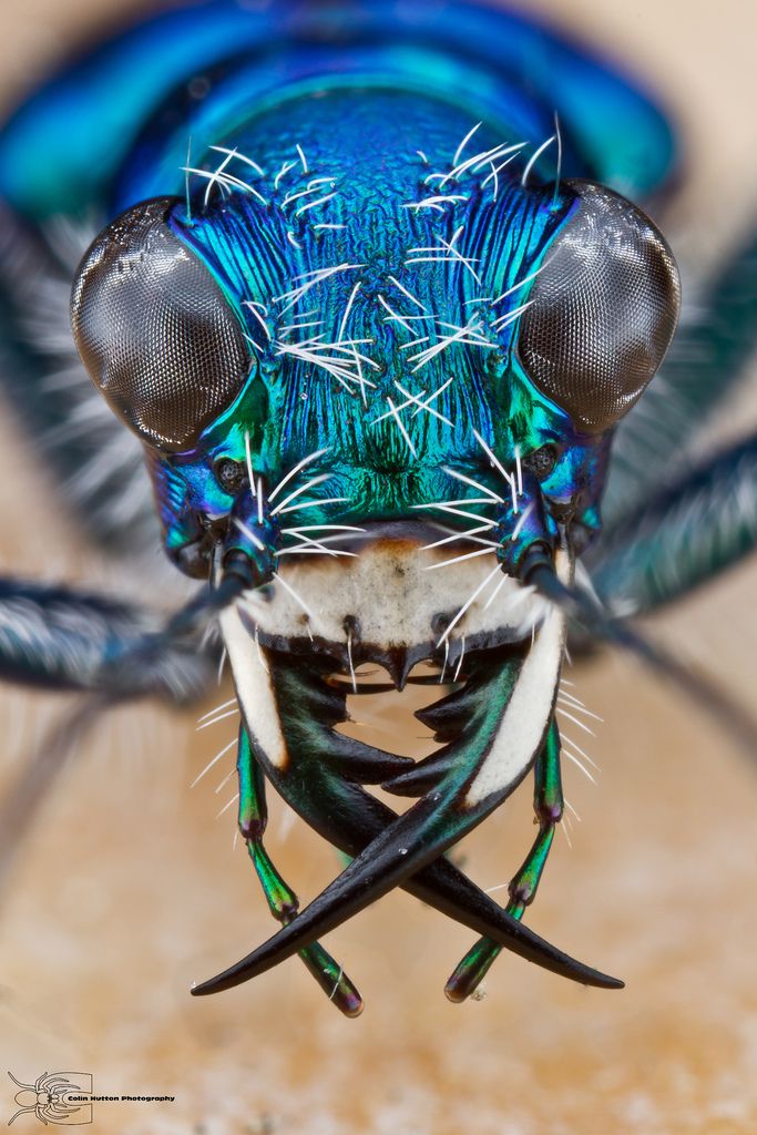 Tiger Beetle Face - 683x1024 Wallpaper - teahub.io