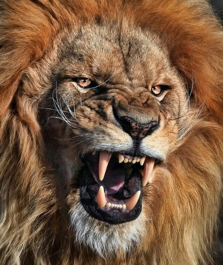 Big Lion - HD Wallpaper 