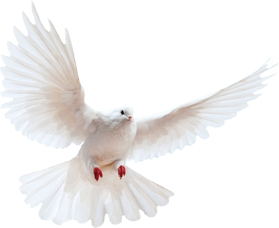 Pigeon Png - Transparent Background Dove Png - 929x760 Wallpaper 