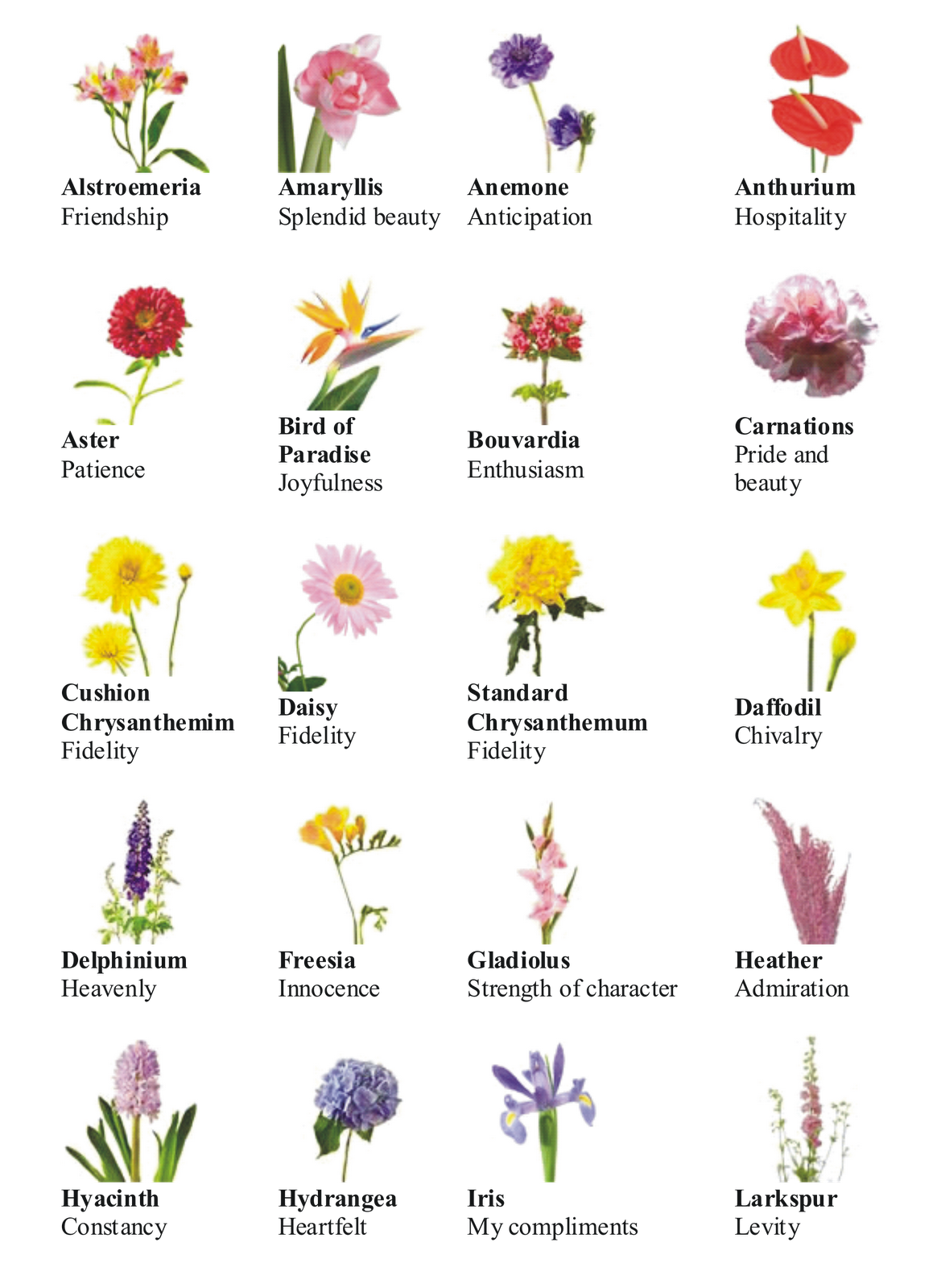Flower Pictures - Flower - HD Wallpaper 