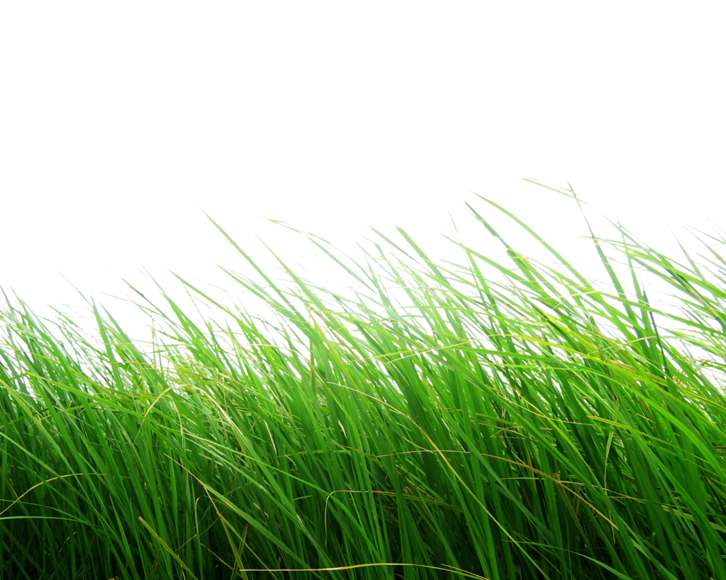 Nature Png Free Download - Png Grass - 1024x819 Wallpaper 