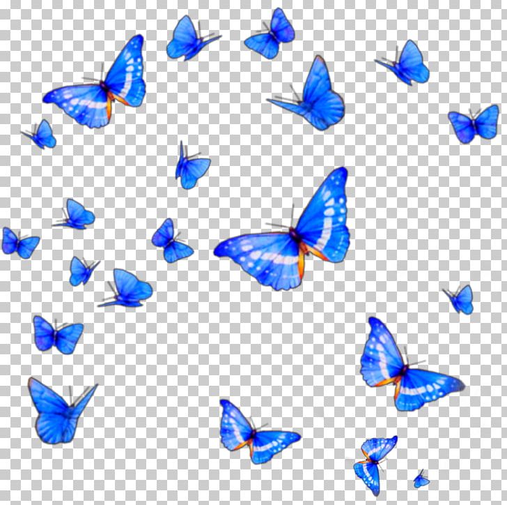 Butterfly Png, Clipart, Blue, Butterflies And Moths, - Transparent Background  Butterfly Effect Png - 728x724 Wallpaper 