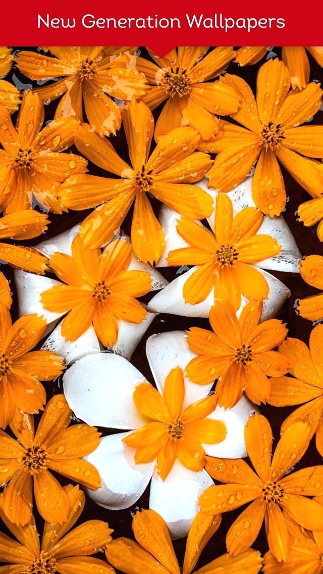 New Wallpaper Flowers Download Nature Flowers Wallpaper Flower New 640x1136 Wallpaper Teahub Io