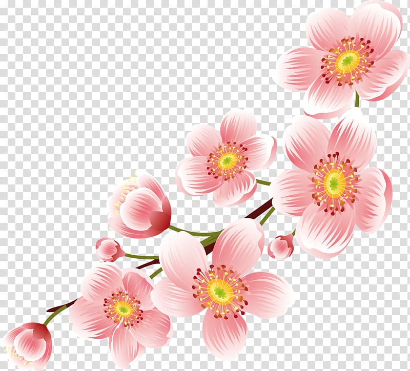 Flower Desktop Floral Design , Peach Flower Transparent - Transparent Background  Flowers Png - 800x724 Wallpaper 