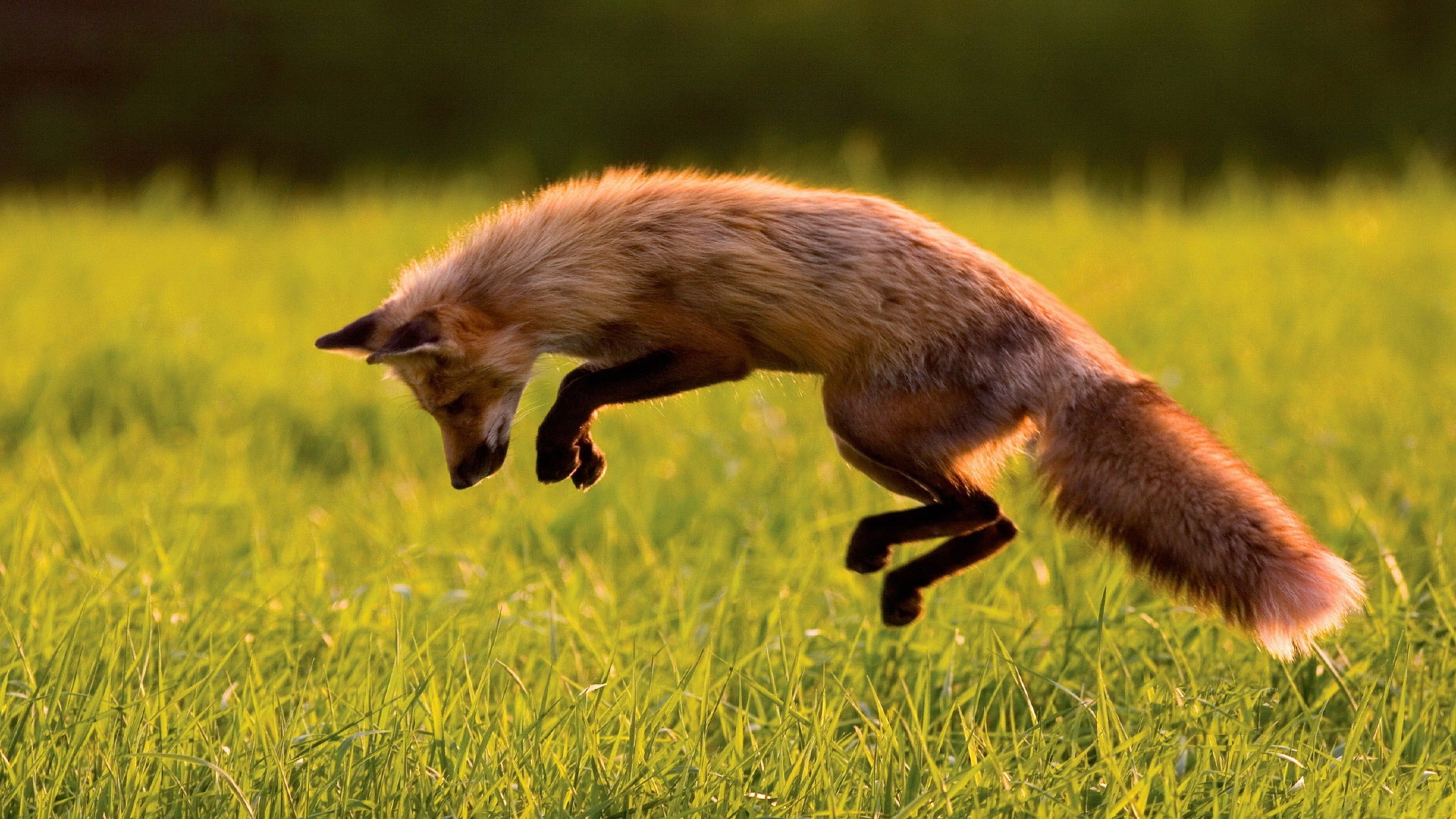 3840x2160, Download Jumping Fox Wallpaper - Fox Jumping In Grass