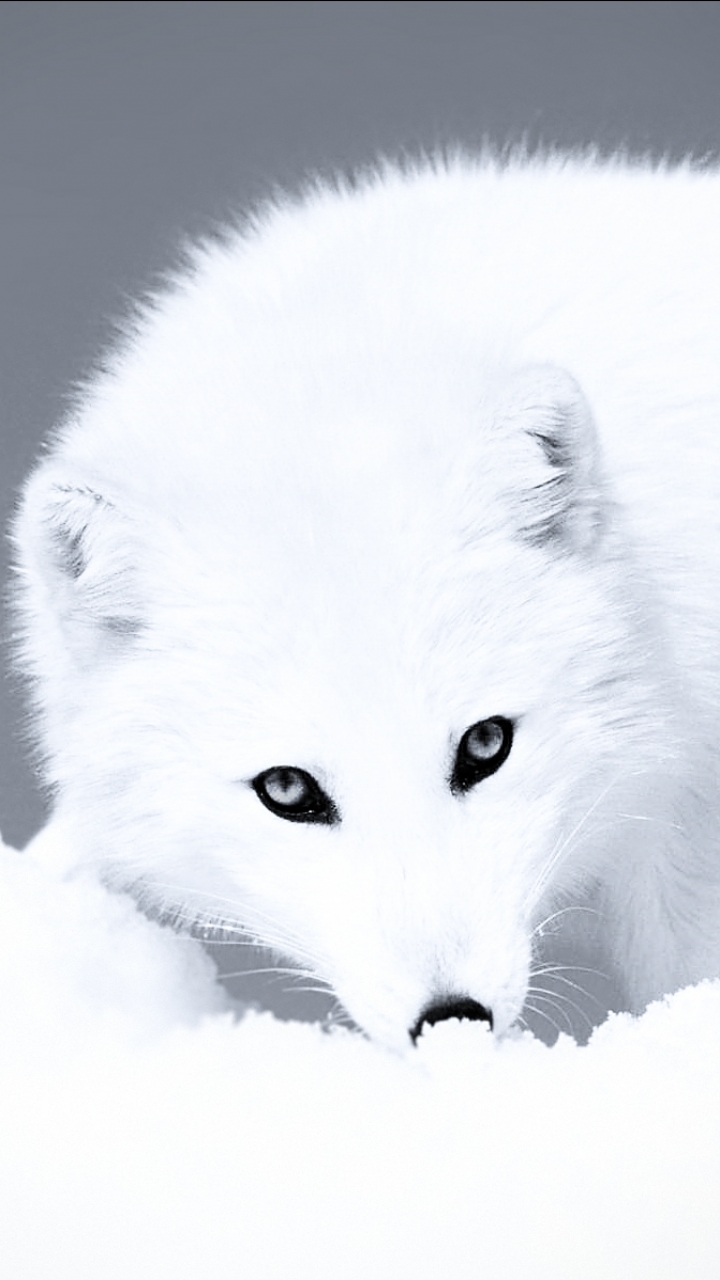 Arctic Fox Wallpaper Phone 7x1280 Wallpaper Teahub Io