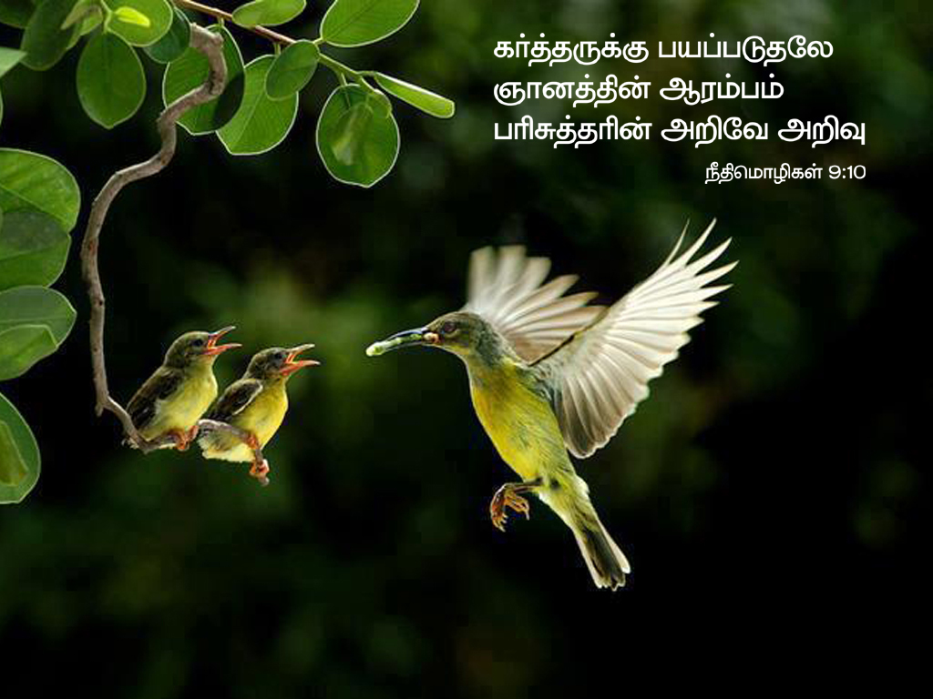 tamil bible software free download for mobile
