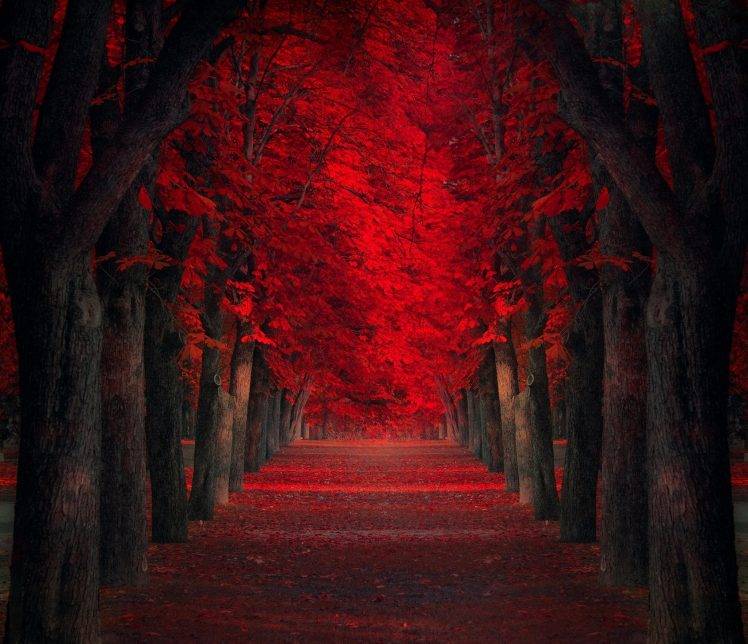 Red And Black Forest - 748x644 Wallpaper - teahub.io