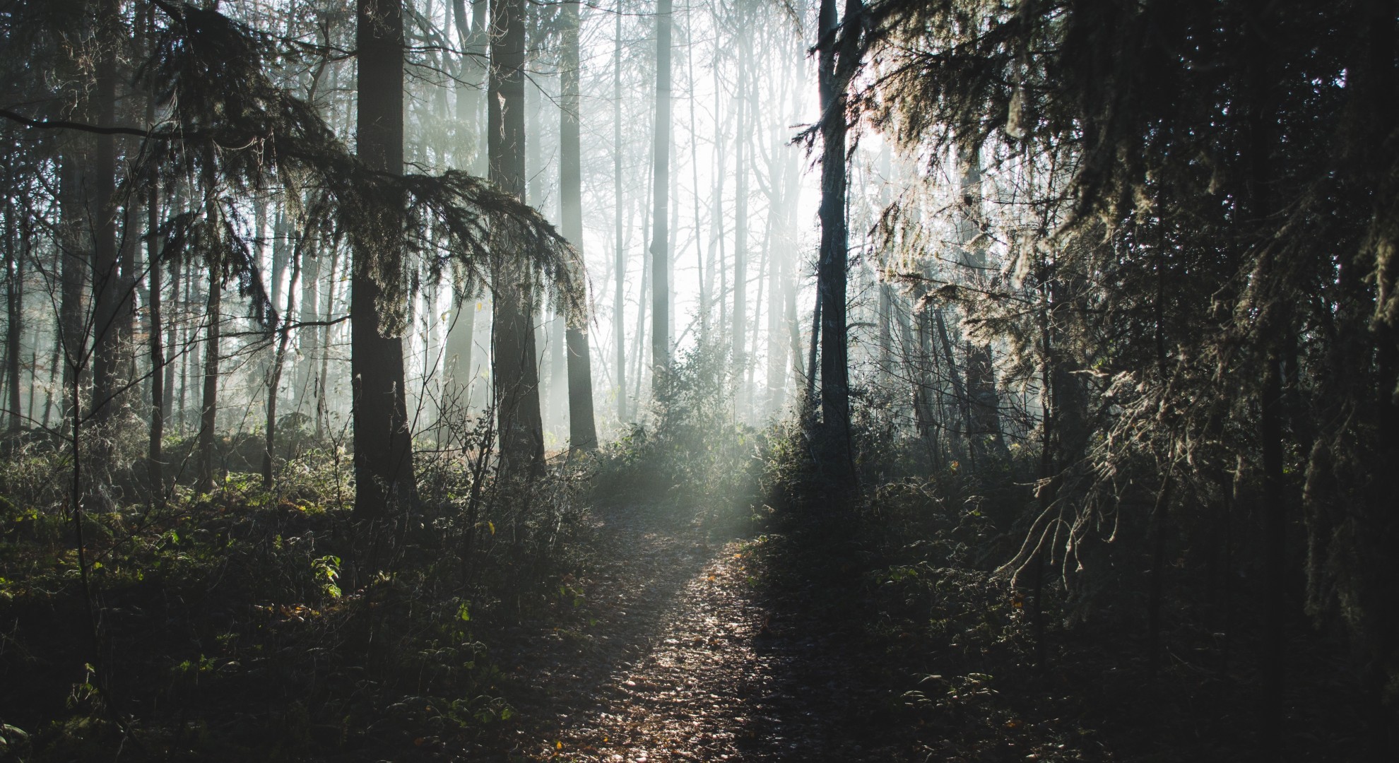 Forest Sunbeam Foliage Trees Mystery Jungle 1980x1080 Wallpaper Teahub Io