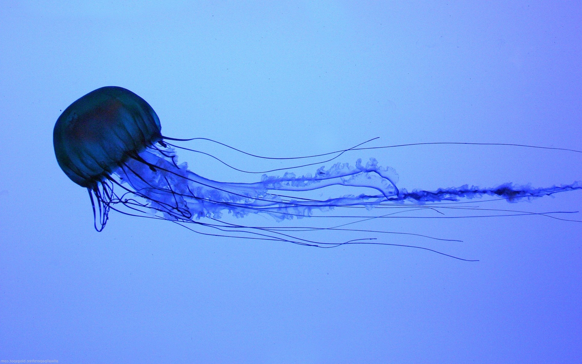 box jellyfish wallpaper