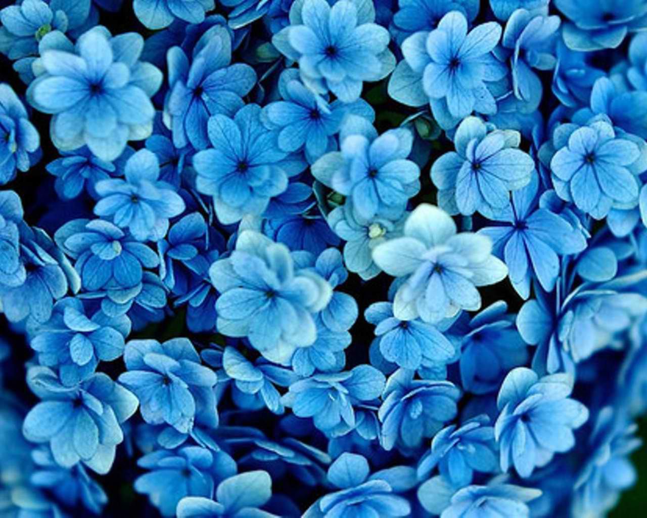 Real Blue Flowers Background - 1280x1024 Wallpaper 