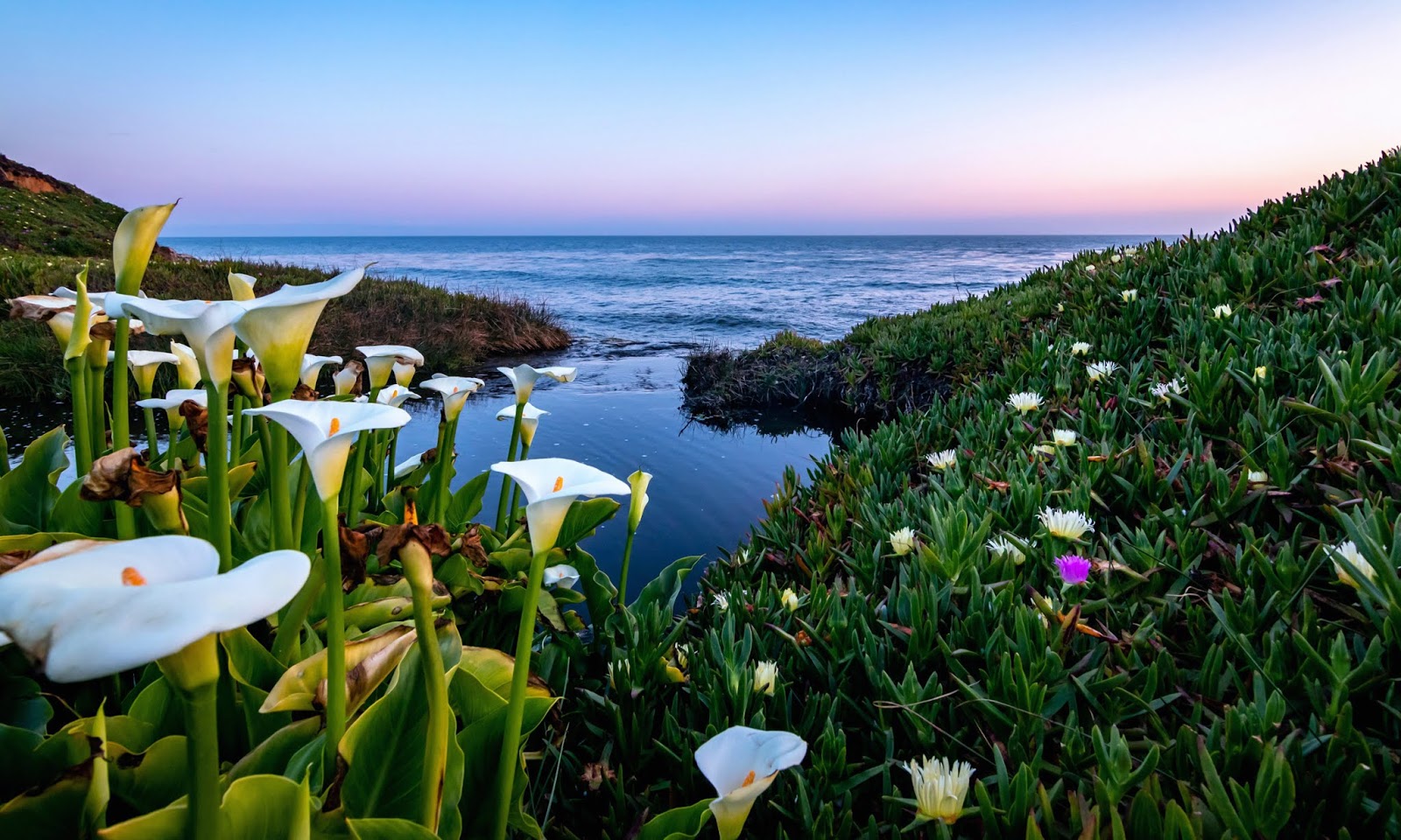 Calla Lily Hd Wallpapers - Giant White Arum Lily - 1600x960 Wallpaper ...