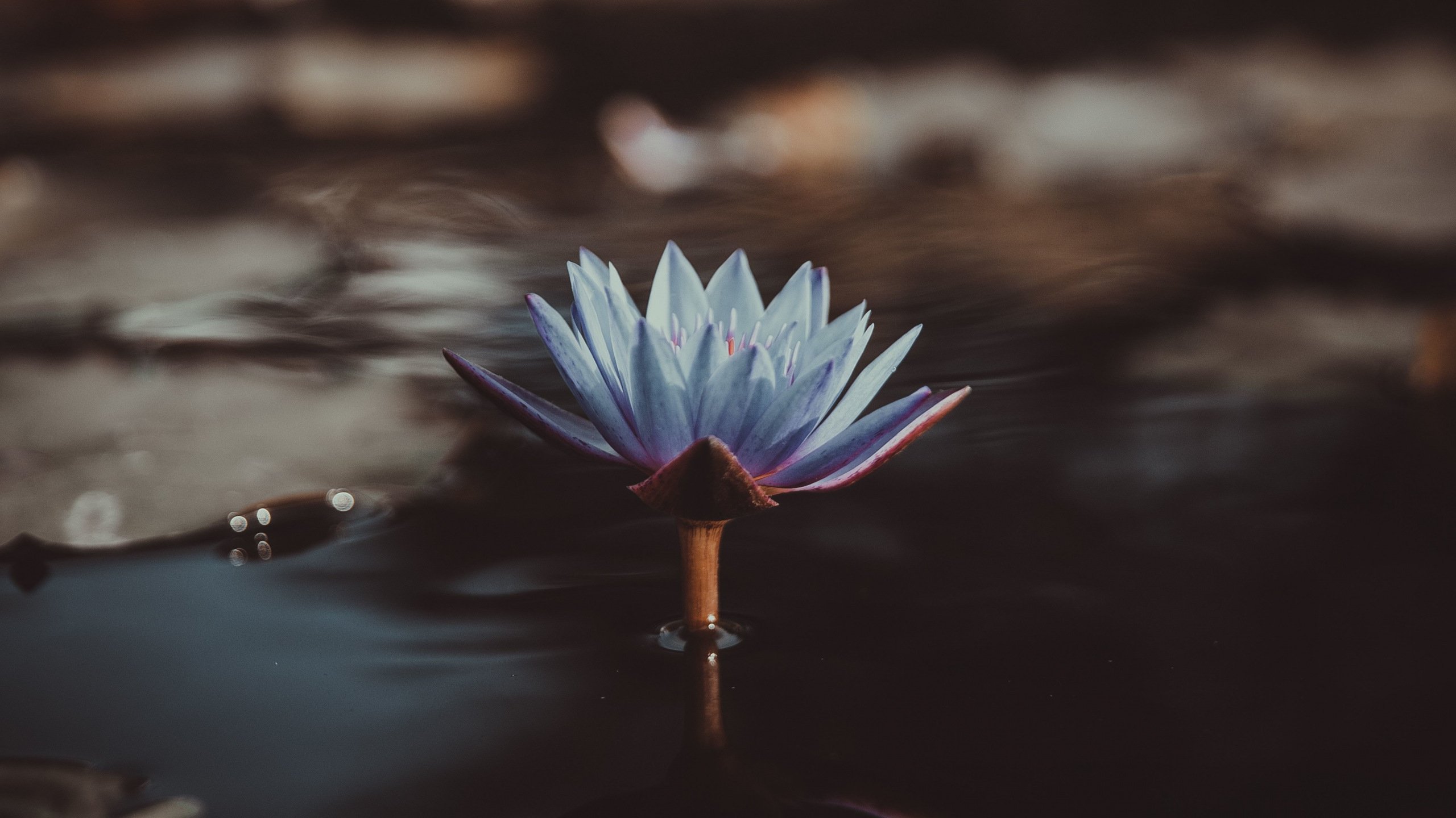 Blue Water Lily Wallpaper - Royal Commission Messages For Australia - HD Wallpaper 