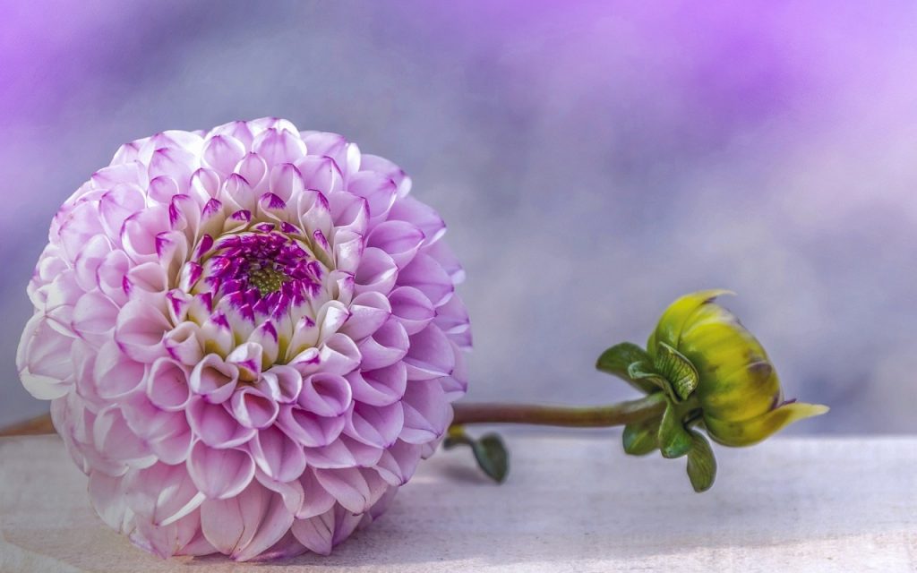 Purple Dahlia - اللهم اشفي زوجي - HD Wallpaper 