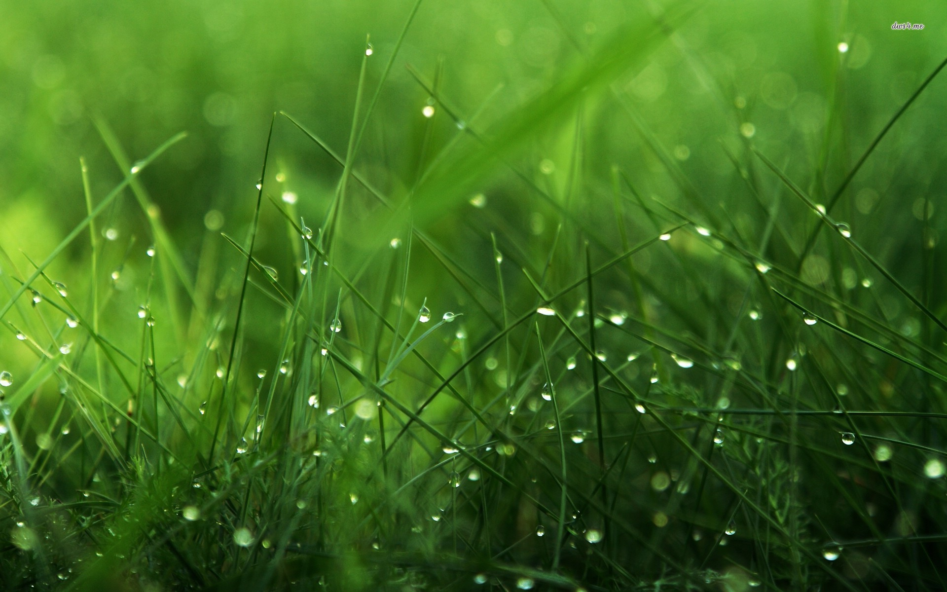 Desktop Hd Wallpaper Grass - 1920x1200 Wallpaper - teahub.io