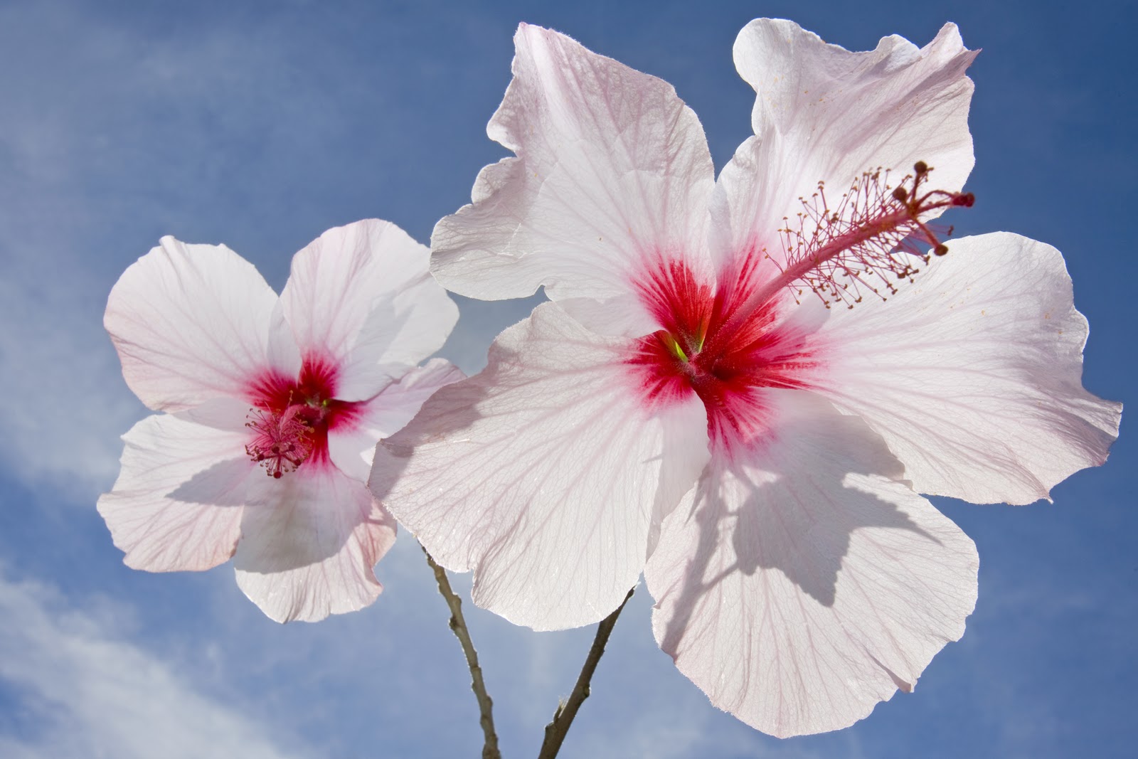 Preview Hibiscus Flowers - HD Wallpaper 