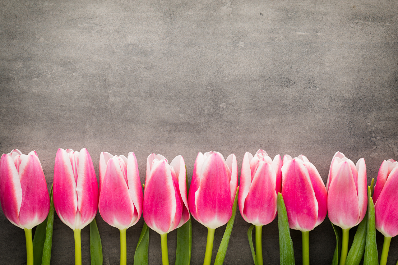 Pink Tulips Wallpaper Pc - HD Wallpaper 