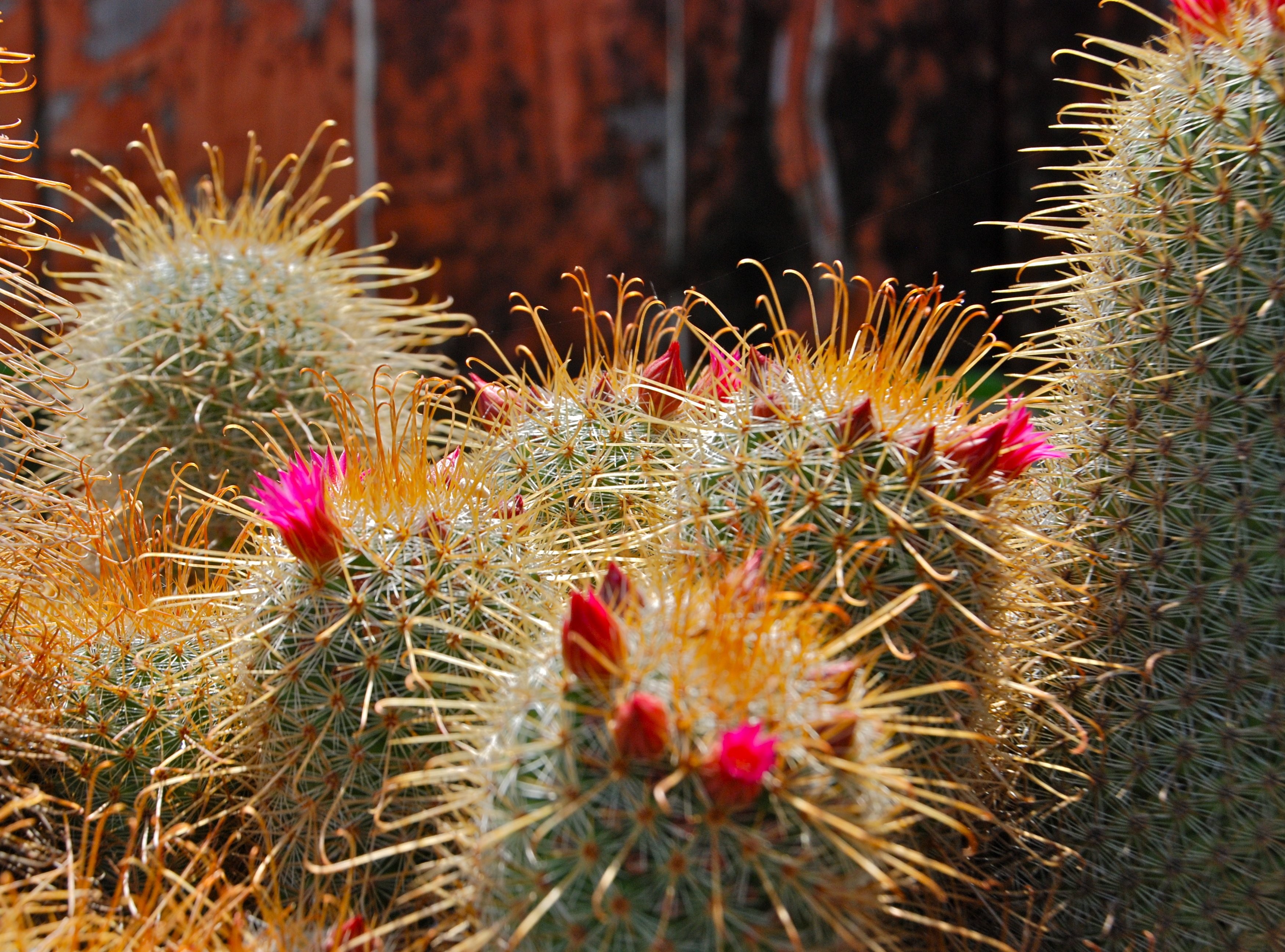 Thorns, Spines, And Prickles - HD Wallpaper 