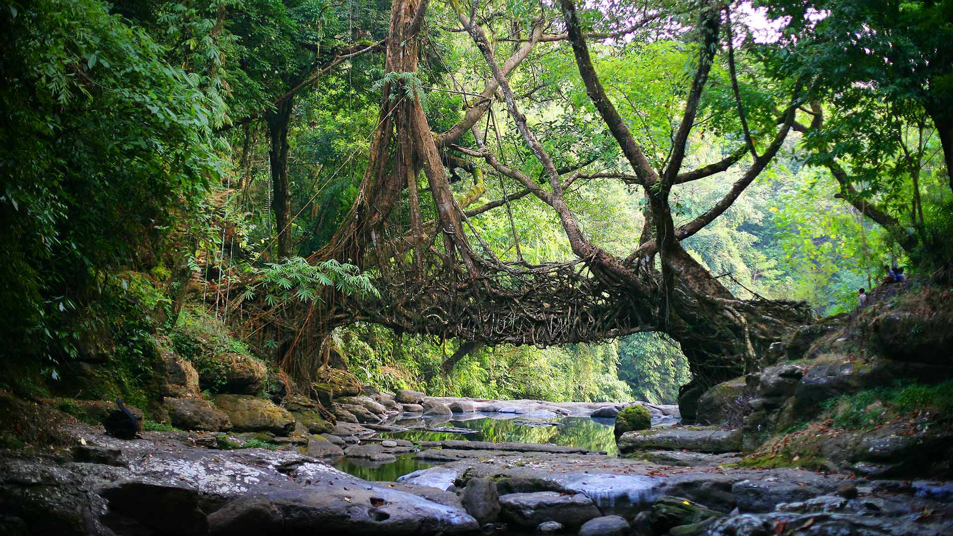 Sacred Groves In India - 1920x1080 Wallpaper - teahub.io