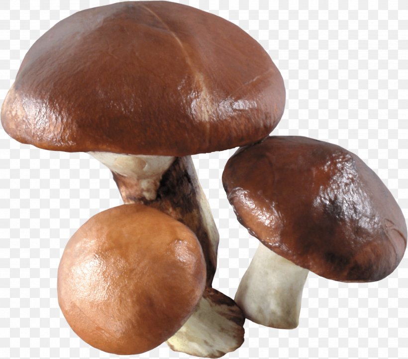 Edible Mushroom Common Mushroom Wallpaper, Png, 2524x2226px, - HD Wallpaper 