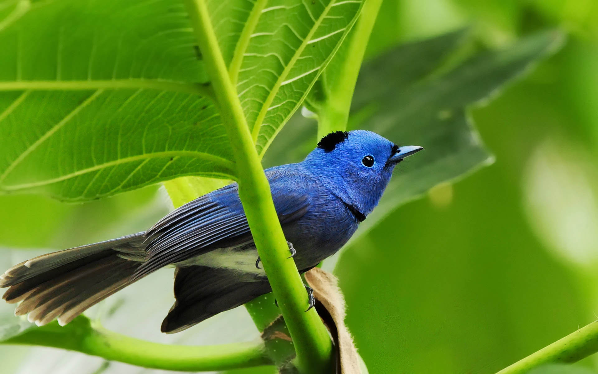 Blue Birds Desktop Wallpaper Free - Birds In Forest Hd - HD Wallpaper 