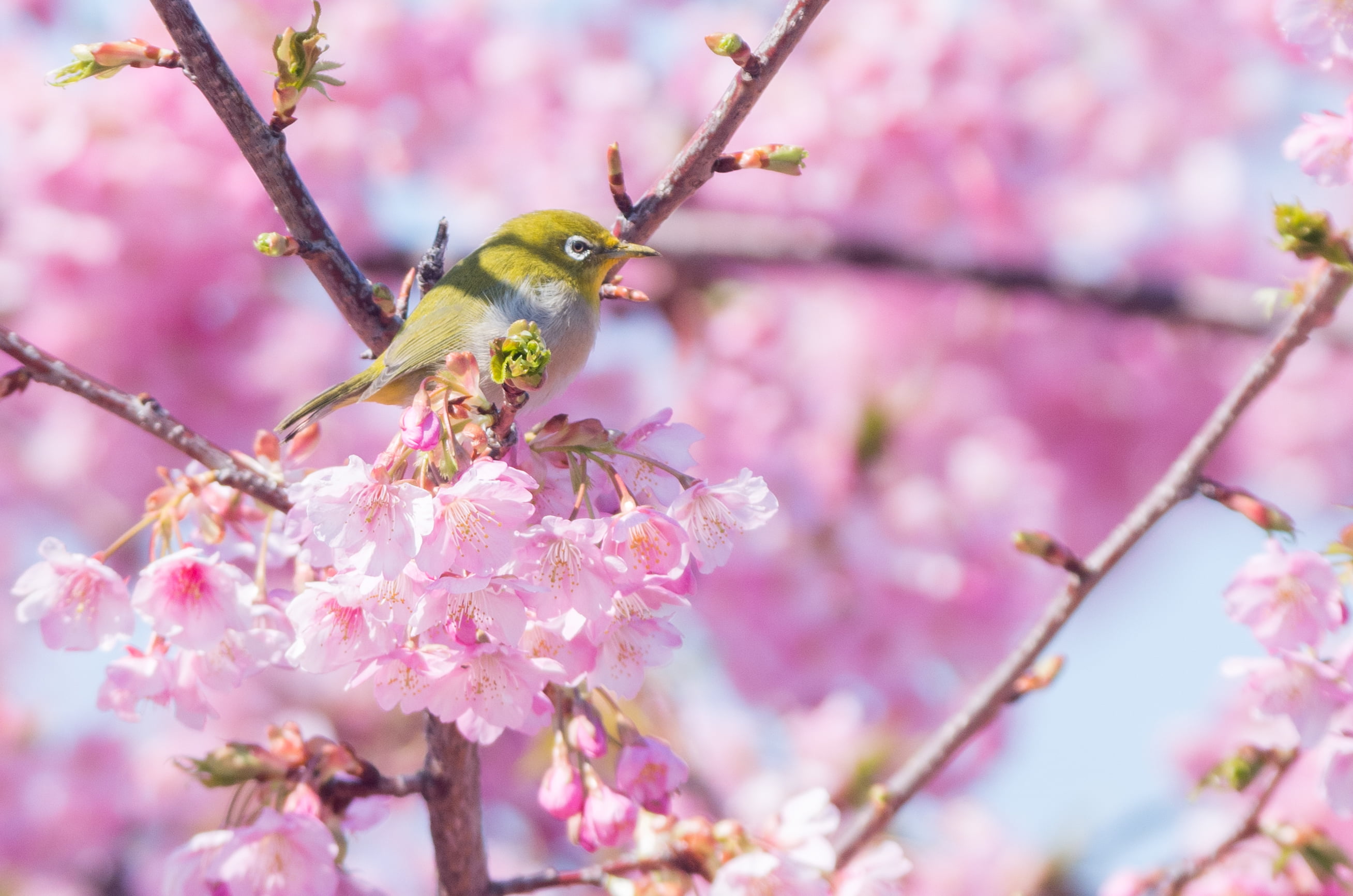 Pink Bird Wallpaper - 2616x1733 Wallpaper - teahub.io