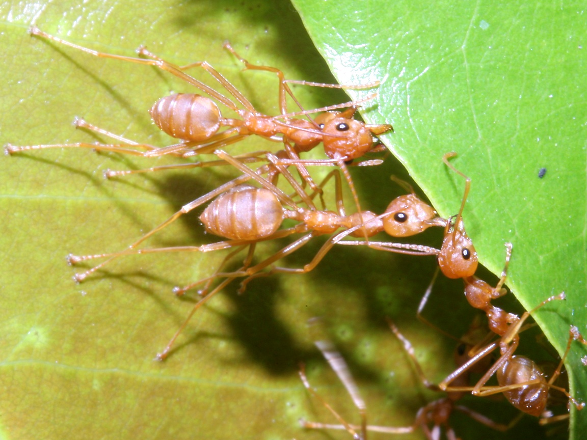 Weaver Ants Nest Gif - HD Wallpaper 