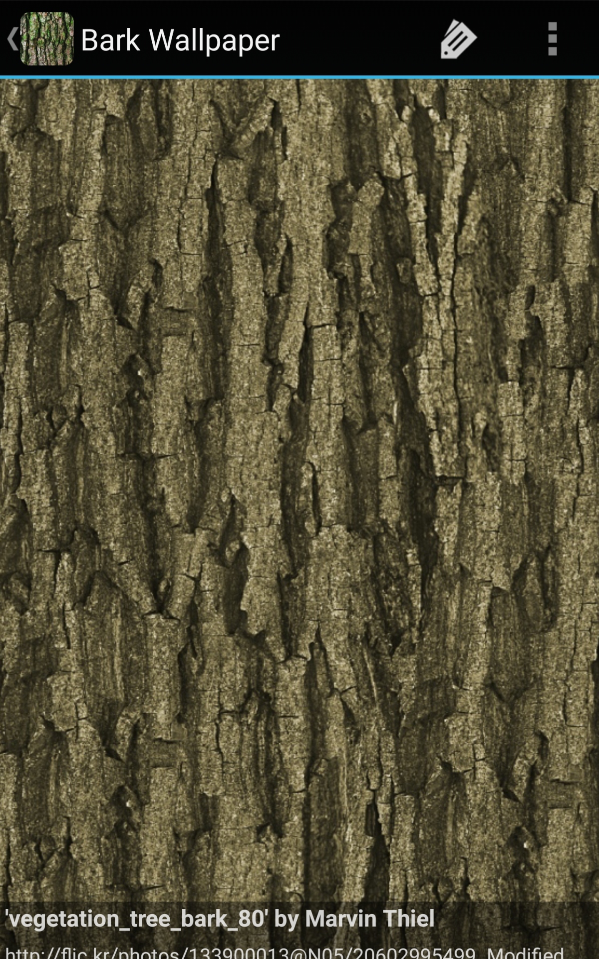 Birch Bark Wallpaper - HD Wallpaper 