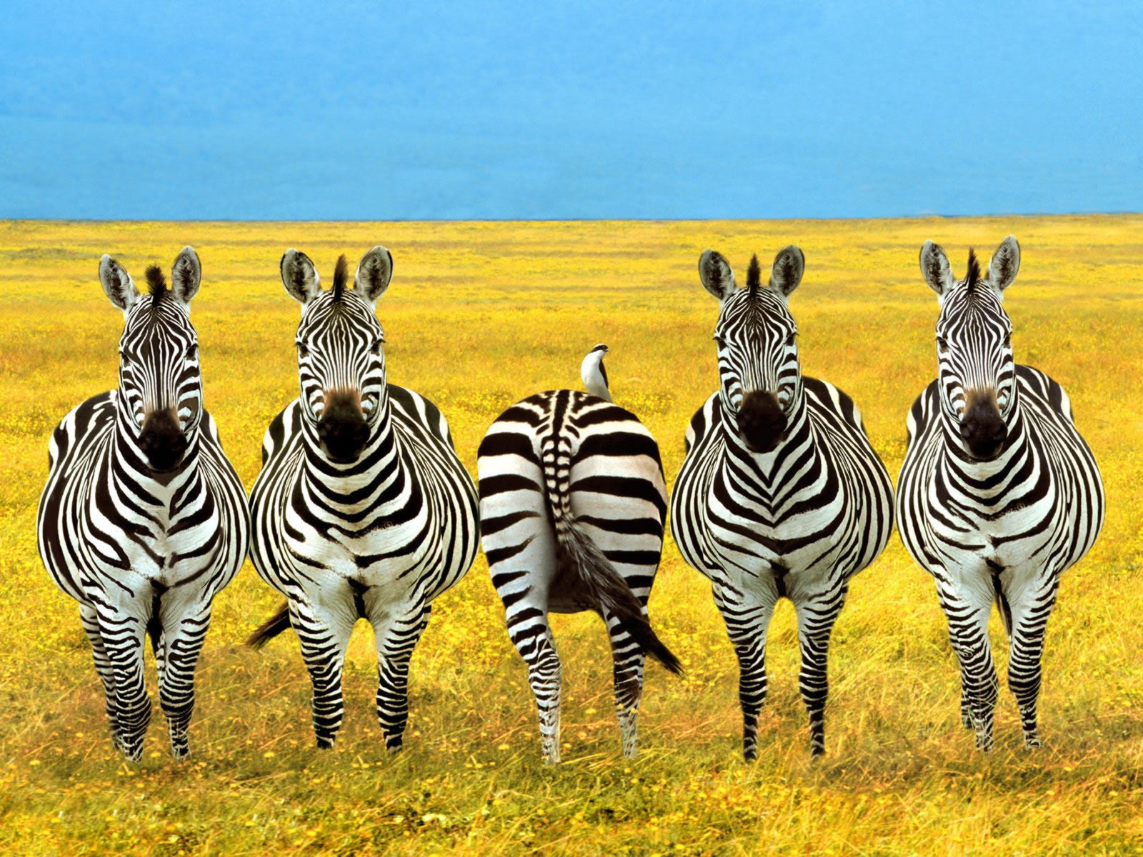 Dare To Be Different - Different Zebra - HD Wallpaper 