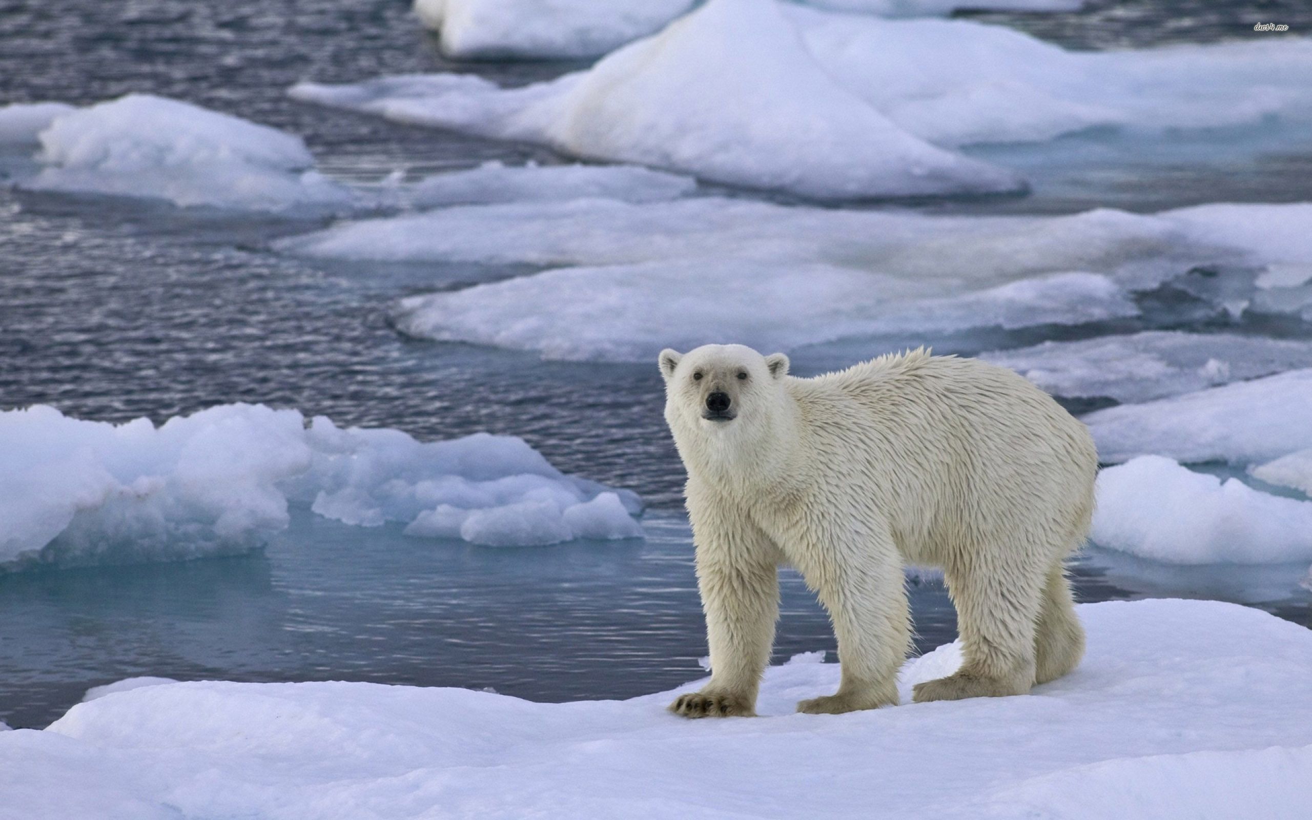 Polar Bear - 2560x1600 Wallpaper - teahub.io