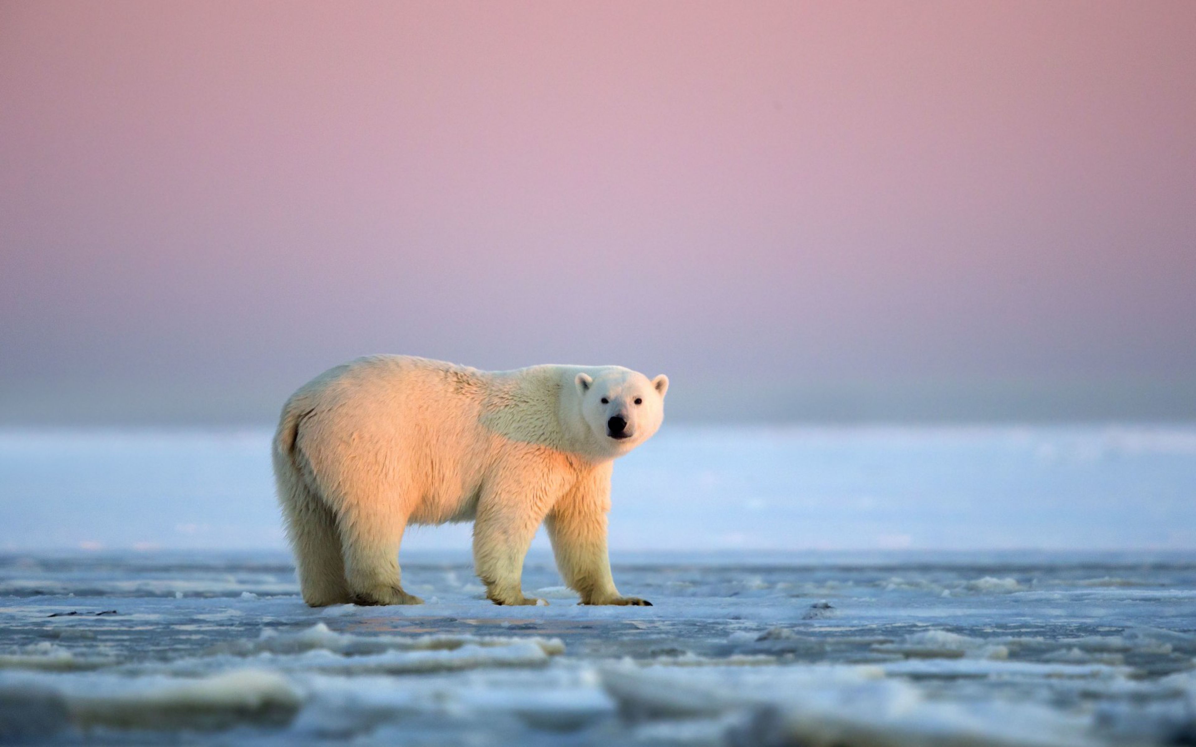 White Bear In Antarctica - HD Wallpaper 