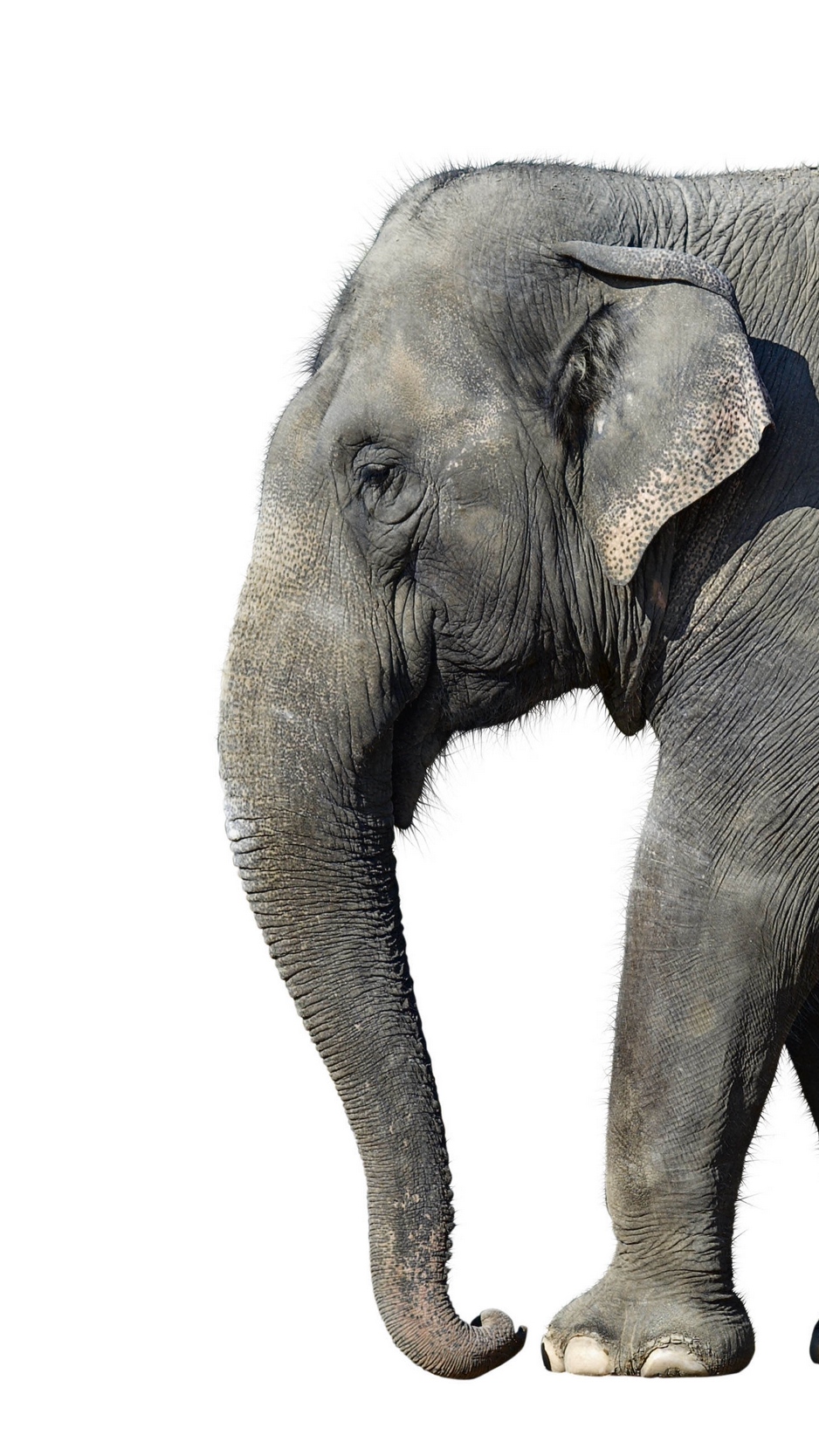 Wallpaper Elephant, White Background, Large - Elephant Wallpaper White  Background - 938x1668 Wallpaper 