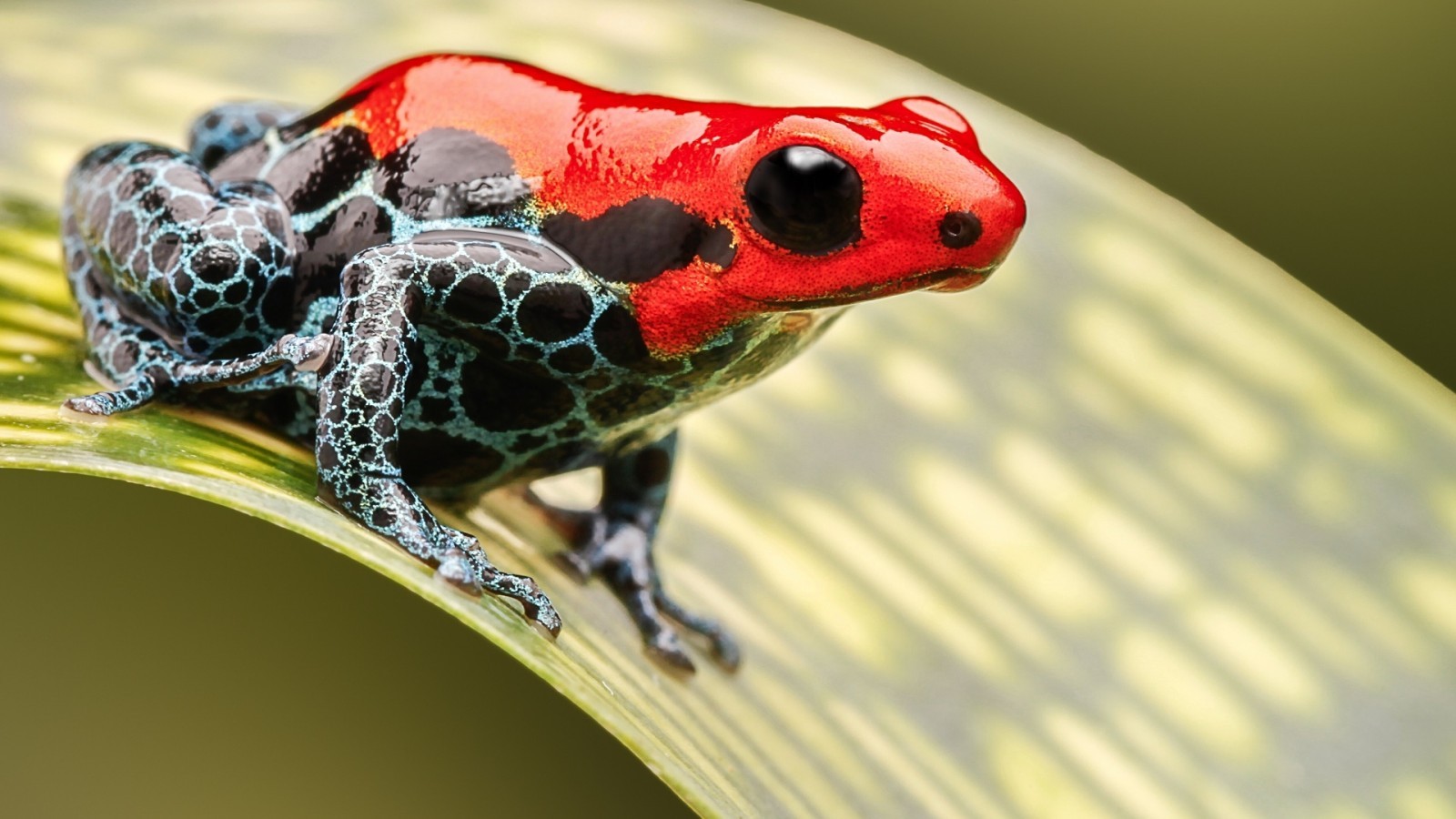 162 1622118 Poison Dart Frog Red Close Up Jumping Poisonous 