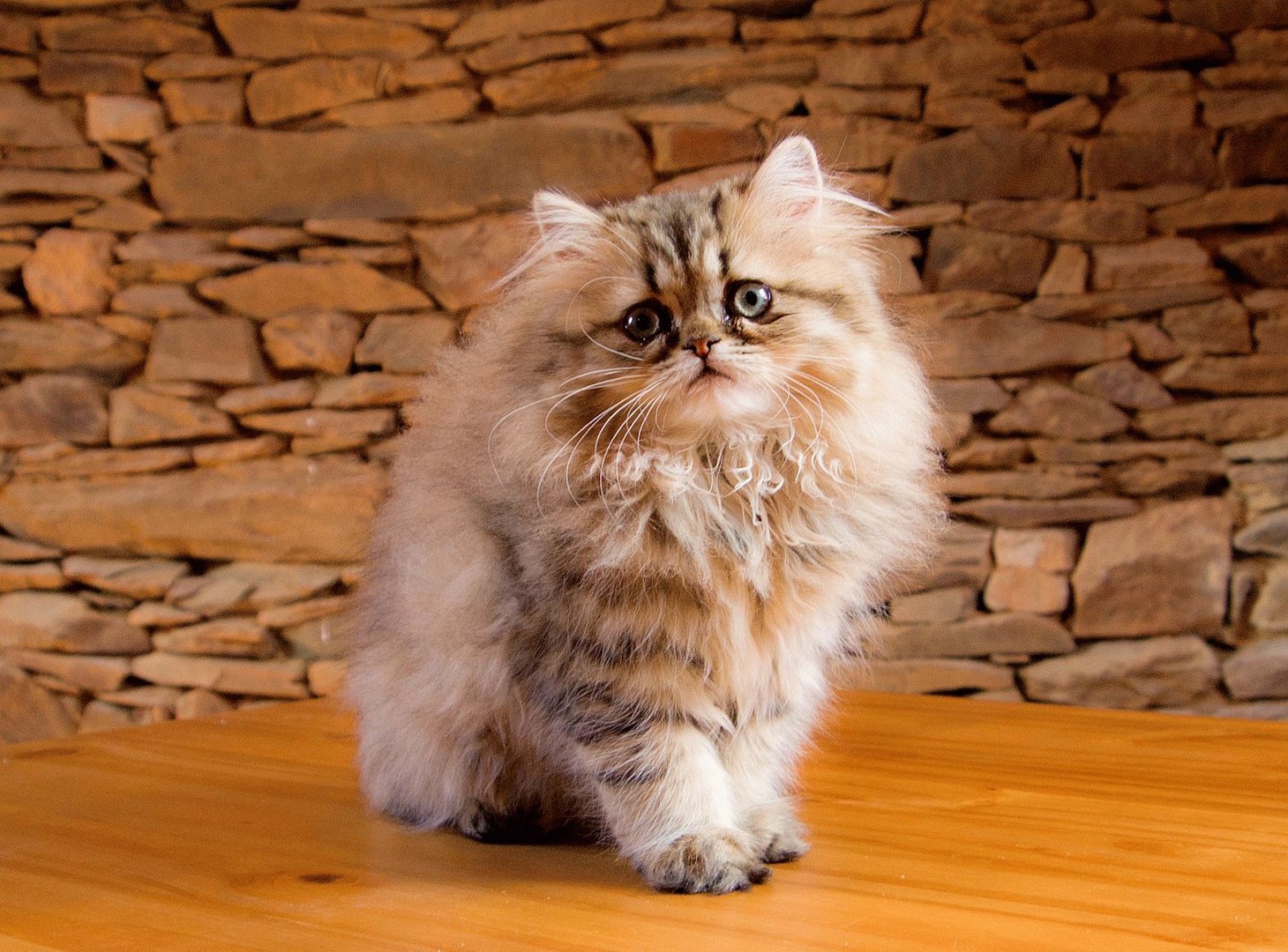 Persian Cat Wallpapers 1080p - HD Wallpaper 