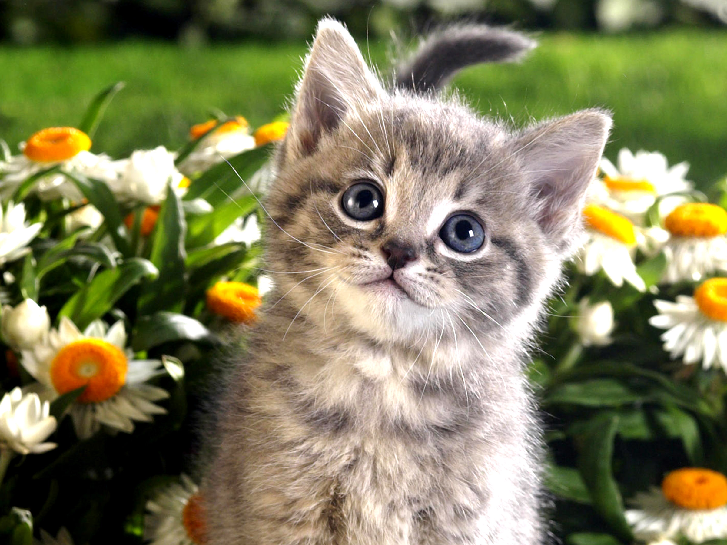 Cute Kitten High Resolution - HD Wallpaper 