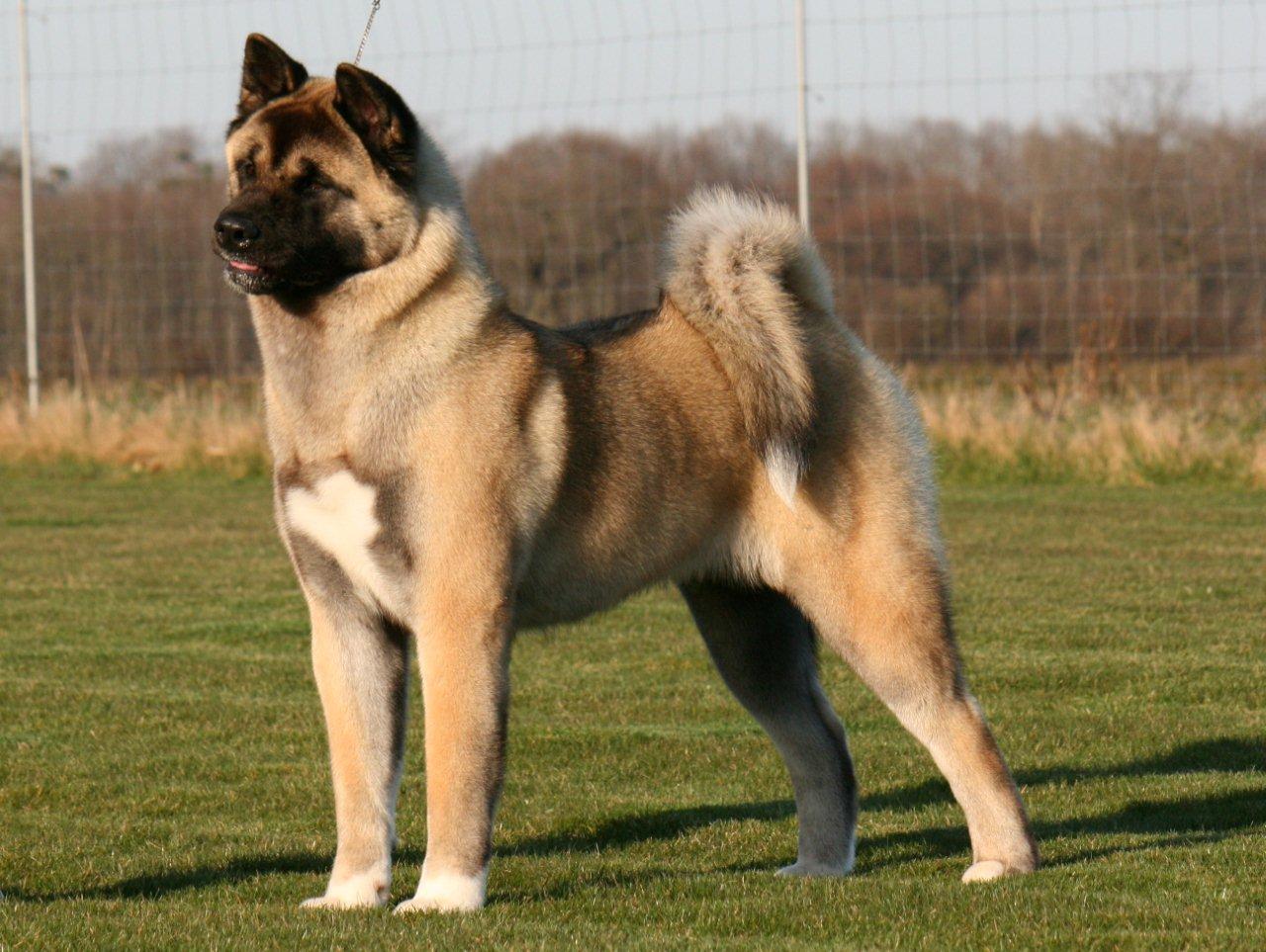 akita how big