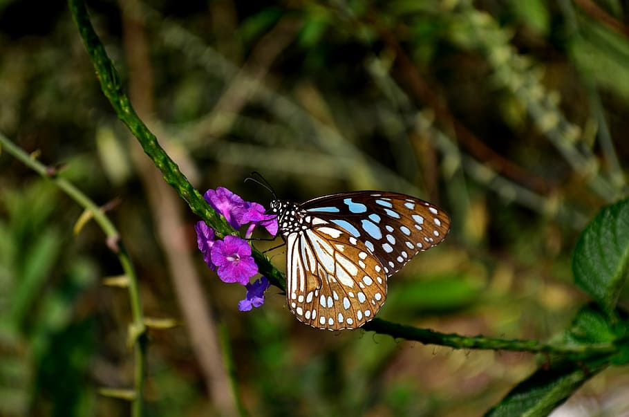 Blue Tiger Butterfly, Flower, Insect, Tirumala Limniace, - Blue Tiger - HD Wallpaper 