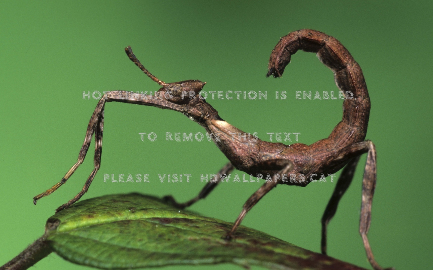 The Praying Mantis Scorpio Insect Funny - Mantidae - HD Wallpaper 