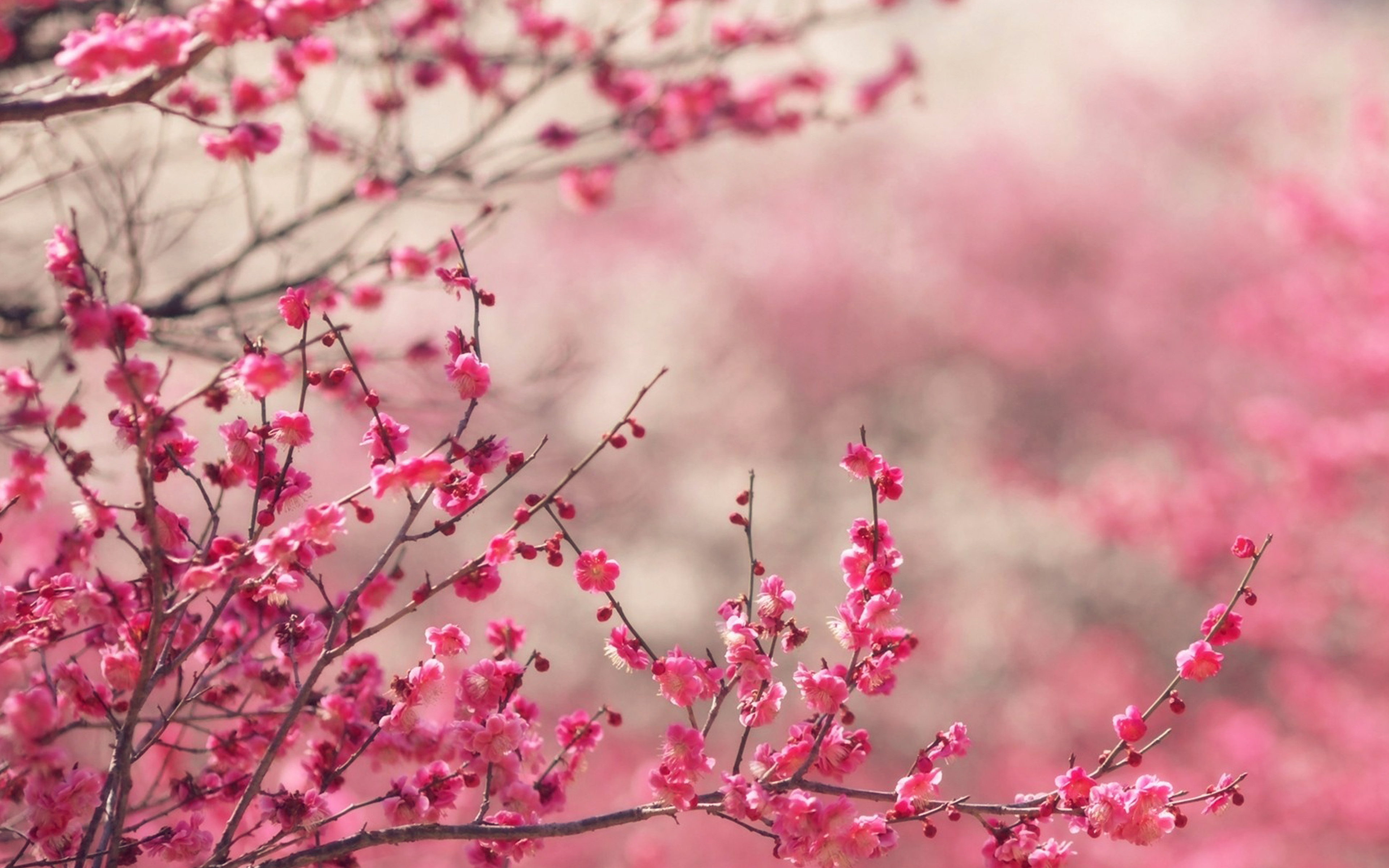 Spring Pictures Wallpaper - 3840x2400 Wallpaper - teahub.io