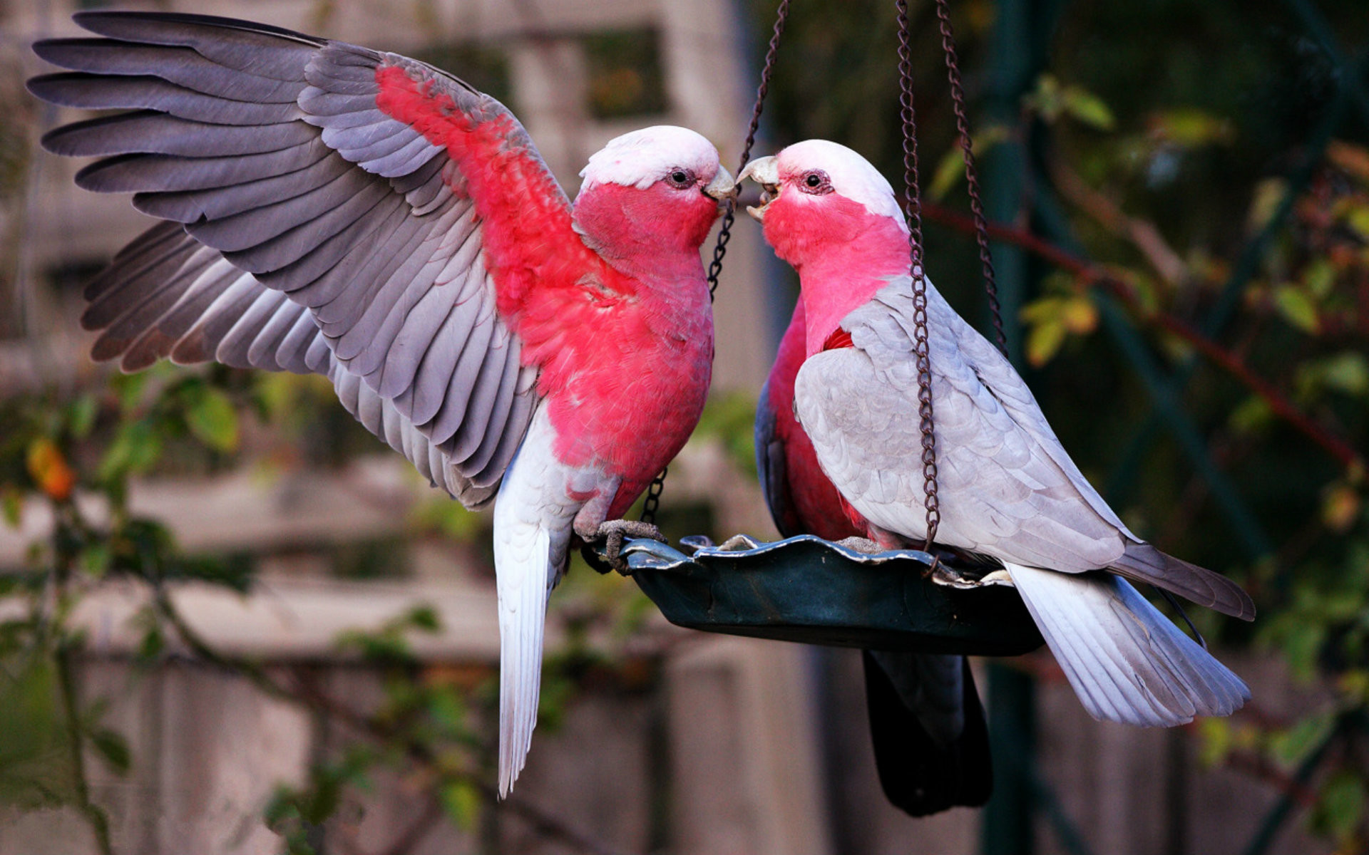 Awesome Love Birds Wallpapers Hd Images 
 Data-src - Love Birds Wallpaper Hd - HD Wallpaper 
