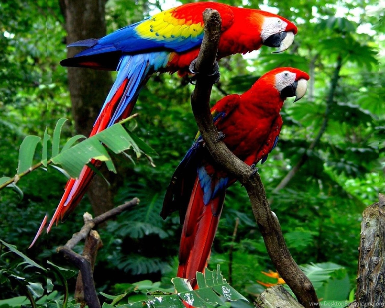 Macaw Wallpapers - Macaw Hd - 1280x1024 Wallpaper - teahub.io