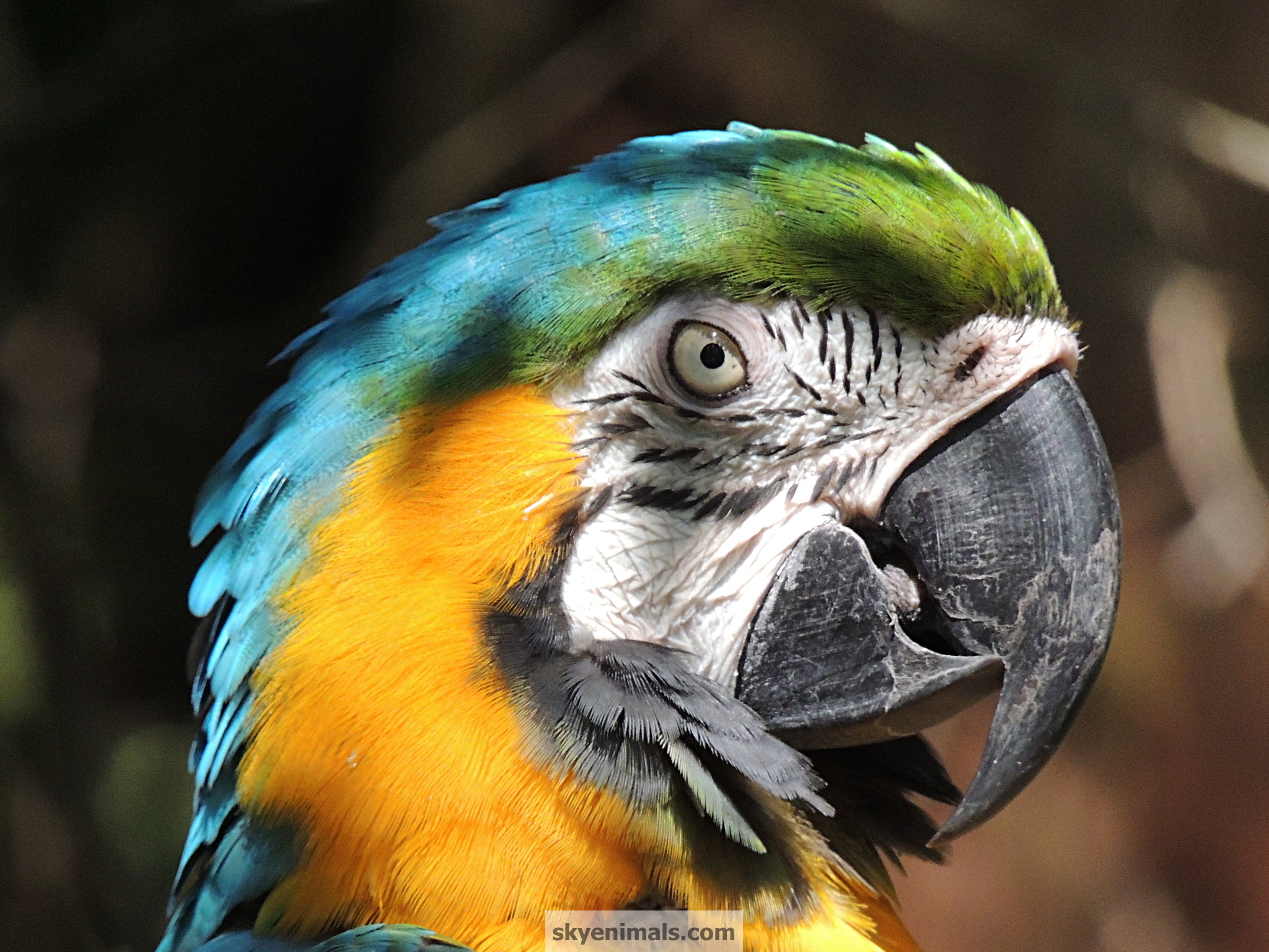 Macaw - 2048x1536 Wallpaper - teahub.io