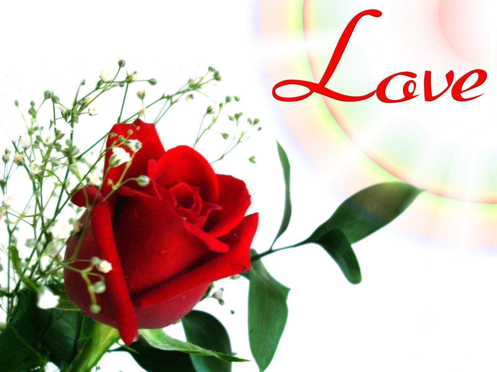 Love Beautiful Rose Flowers 1600x1200 Wallpaper Teahub io