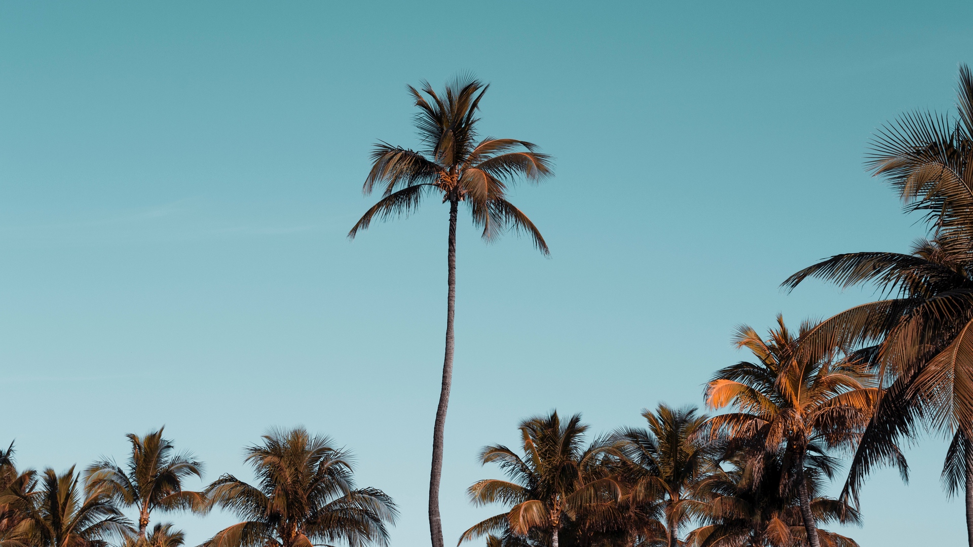 Wallpaper Palm Trees, Trees, Crowns, Sky, Tropical - Palm Trees ...