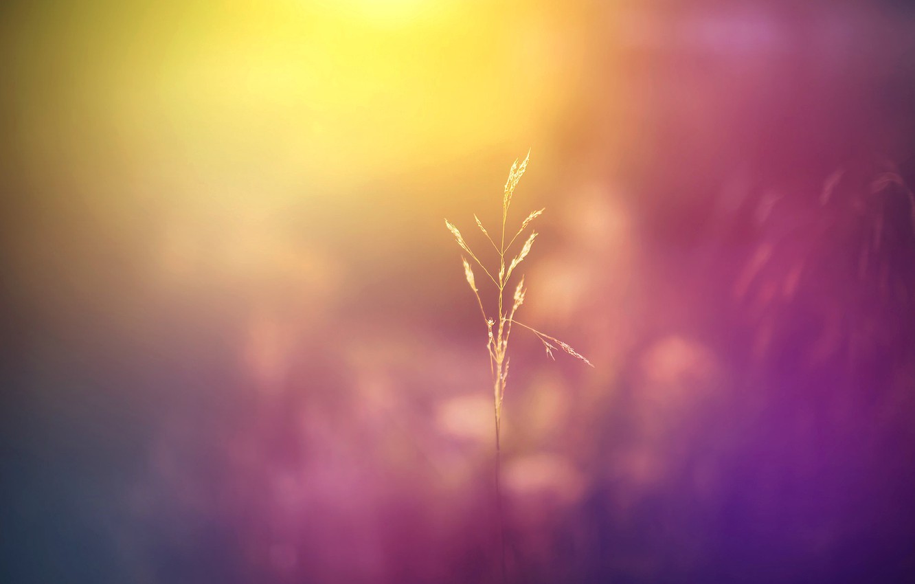Photo Wallpaper Field, Macro, Flowers, Nature, Background, - Blur Color  Background Hd - 1332x850 Wallpaper 