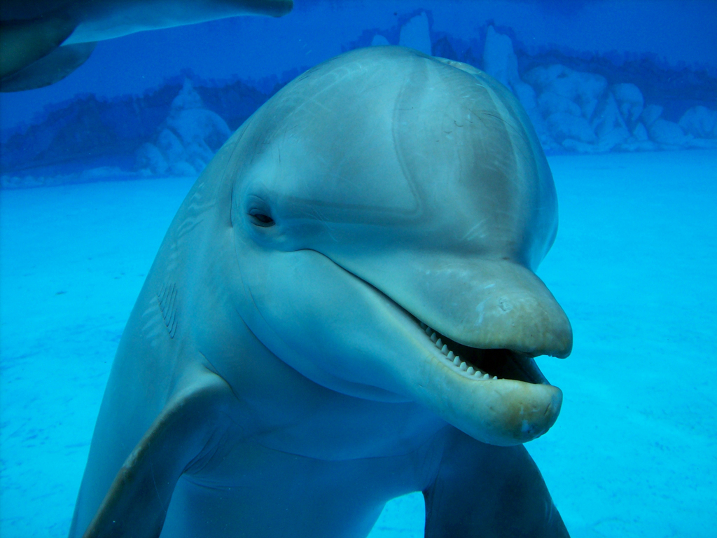 ~♥ Dolphins ♥ ~ - Giant Dolphin - HD Wallpaper 