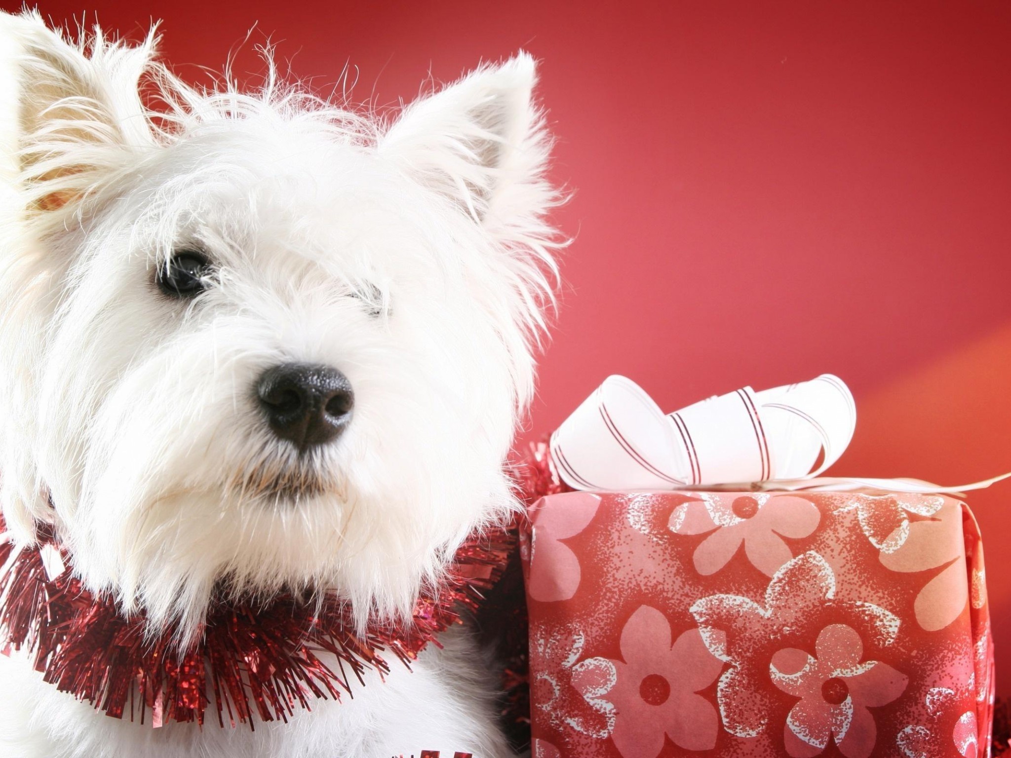 Christmas Westie - HD Wallpaper 