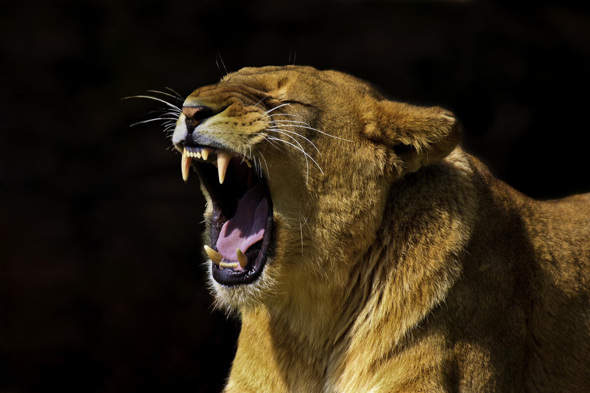 Predator Lion Hd Wallpapers Free - Lion - HD Wallpaper 
